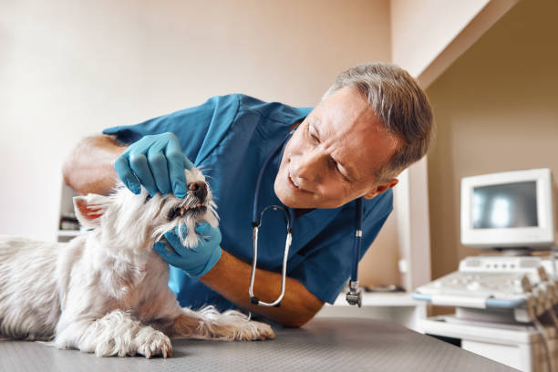 Best Emergency Dentist for Special Needs Patients in Harrisonburg, VA